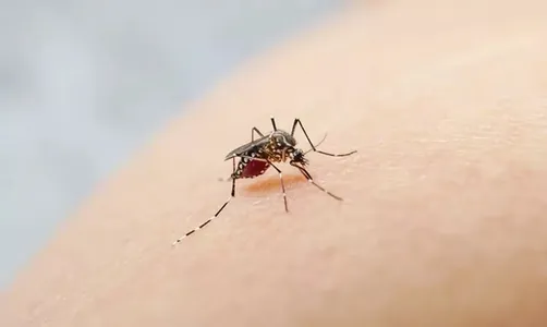 California (Hoa Kỳ): Xuất hiện muỗi vằn gây bệnh ở Quận Santa Clara