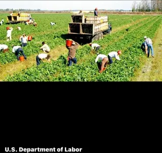 Hoa Kỳ: Hoàn thiện quy định bảo vệ công nhân nông trại