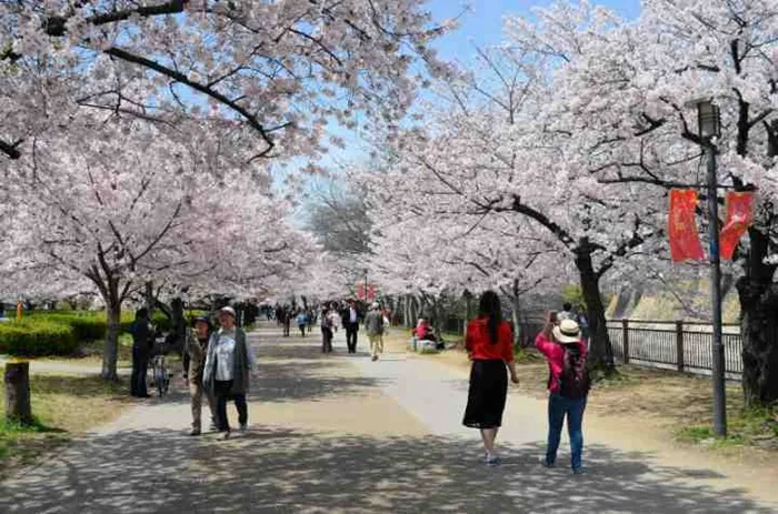 Bật mí về văn hóa ngắm hoa anh đào “Hanami” ở Nhật Bản